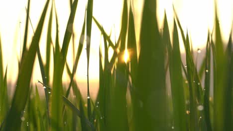 Sunlight-diffuse-through-the-green-leave